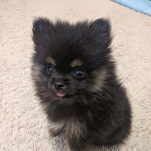 Meet your Posher, Alainna